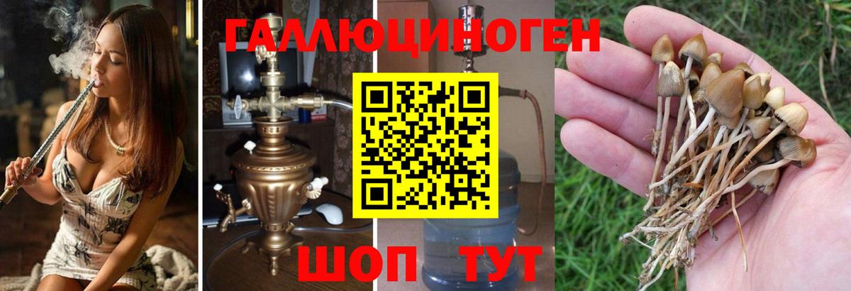 Псилоцибиновые грибы Cubensis Волгоград